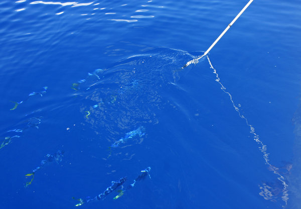 Green Dragon go fishing as food runs low, on leg 5 of the Volvo Ocean Race, from Qingdao to Rio de Janeiro