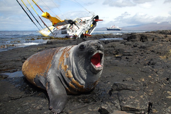CHEMINEES POUJOULAT AGROUND ON THE COAST OF PORT AUX FRANCAIS WITH ELEPHANT SEALS